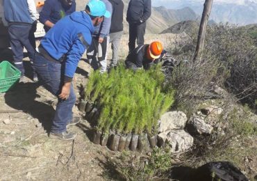 Municipalidad Distrital de Carumas inicio plantación de 5000 Plantones de Árboles